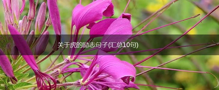 关于虎的励志句子(汇总10句),第1张