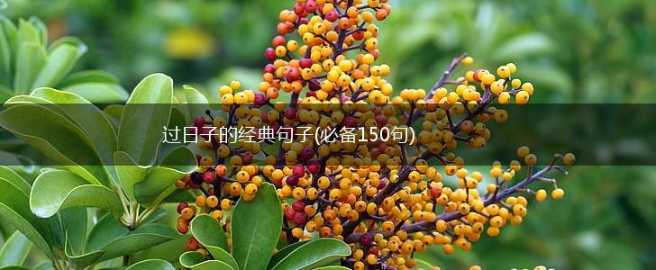 过日子的经典句子(必备150句),第1张