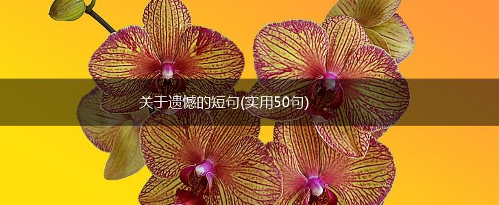 关于遗憾的短句(实用50句),第1张