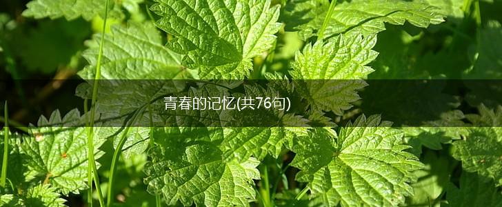 青春的记忆(共76句),第1张