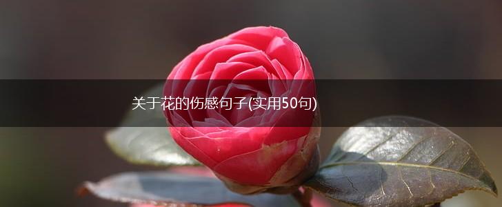 关于花的伤感句子(实用50句),第1张