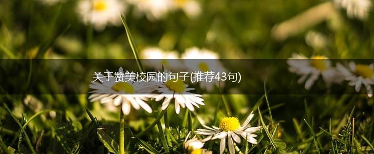 关于赞美校园的句子(推荐43句),第1张
