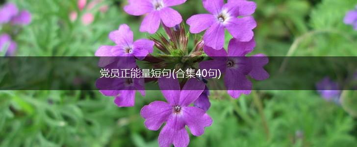 党员正能量短句(合集40句),第1张
