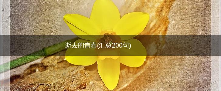 逝去的青春(汇总200句),第1张