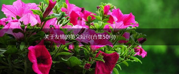 关于友情的英文短句(合集50句),第1张