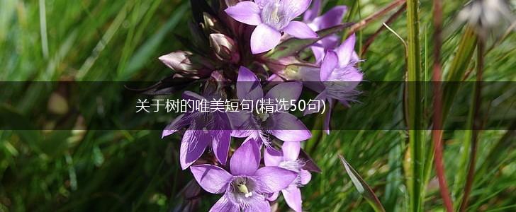 关于树的唯美短句(精选50句),第1张