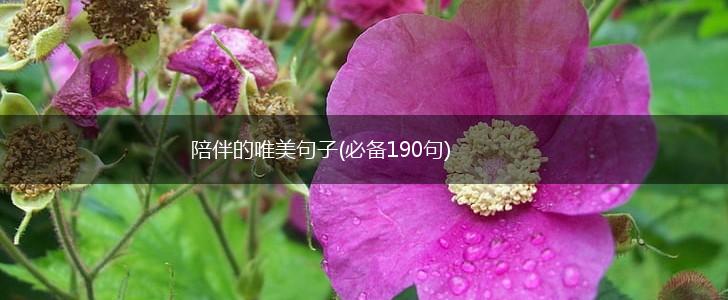 陪伴的唯美句子(必备190句),第1张