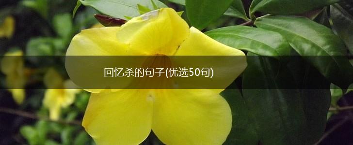 回忆杀的句子(优选50句),第1张