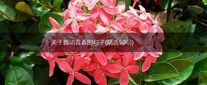 关于舞动青春的句子(精选50句),第1张