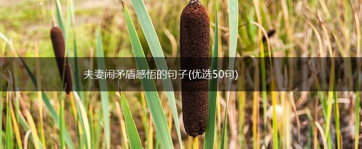 夫妻闹矛盾感悟的句子(优选50句),第1张