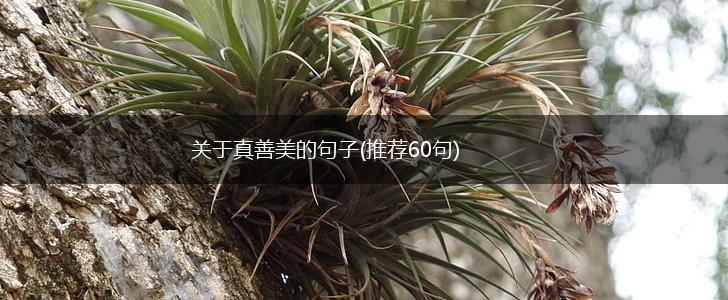 关于真善美的句子(推荐60句),第1张