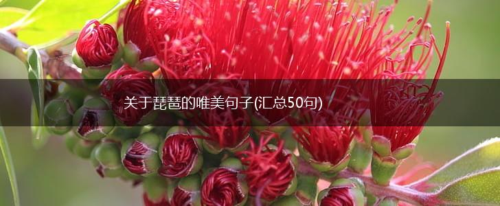 关于琵琶的唯美句子(汇总50句),第1张