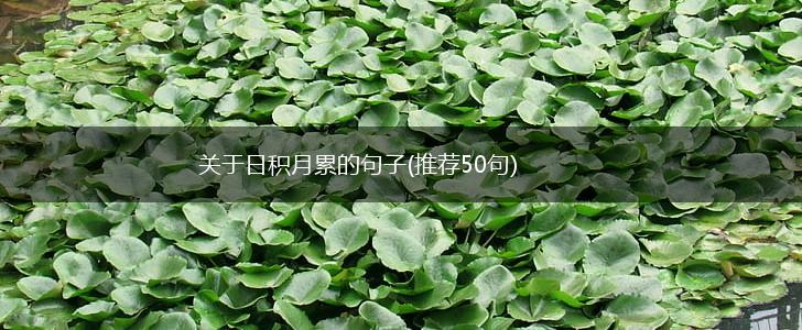 关于日积月累的句子(推荐50句),第1张