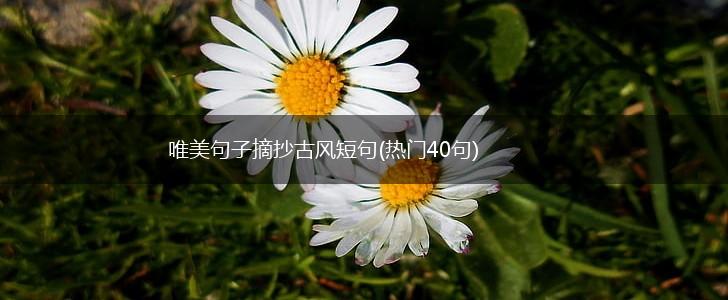 唯美句子摘抄古风短句(热门40句),第1张