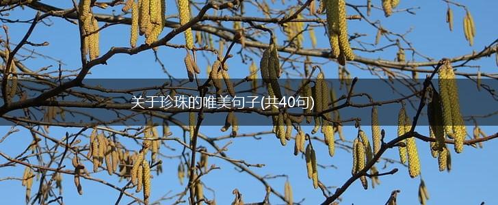 关于珍珠的唯美句子(共40句),第1张