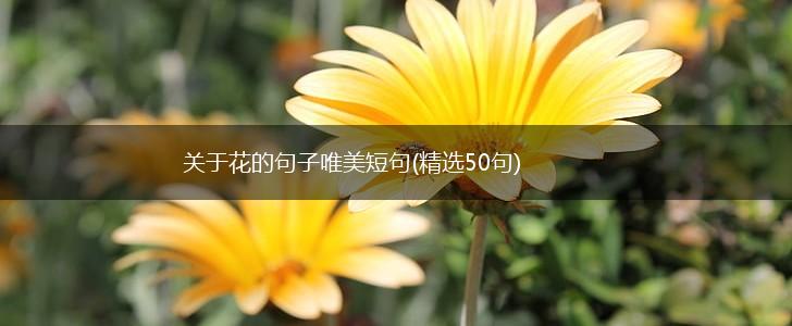 关于花的句子唯美短句(精选50句),第1张