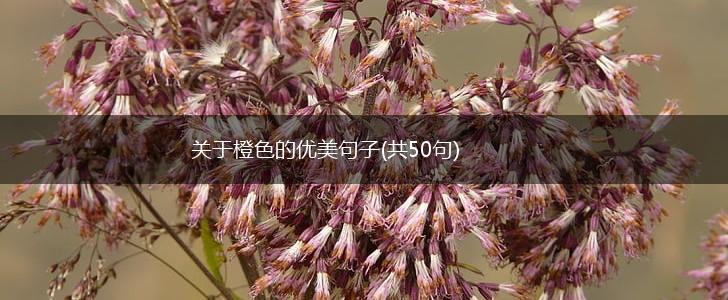 关于橙色的优美句子(共50句),第1张