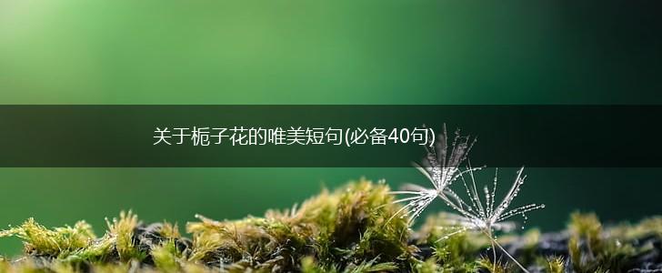 关于栀子花的唯美短句(必备40句),第1张