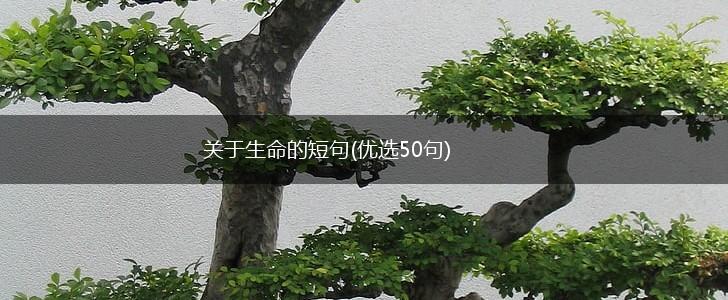 关于生命的短句(优选50句),第1张