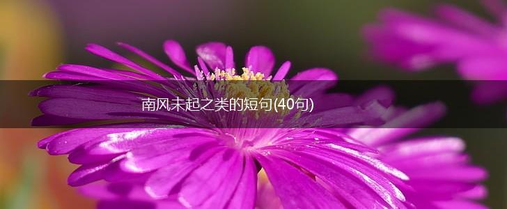 南风未起之类的短句(40句),第1张