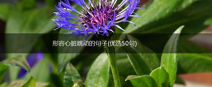 形容心脏跳动的句子(优选50句),第1张