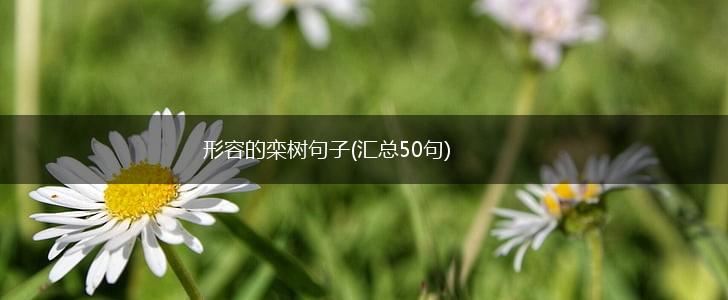 形容的栾树句子(汇总50句),第1张