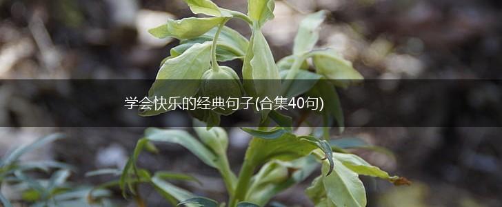学会快乐的经典句子(合集40句),第1张