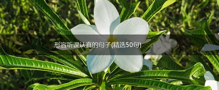 形容听课认真的句子(精选50句),第1张