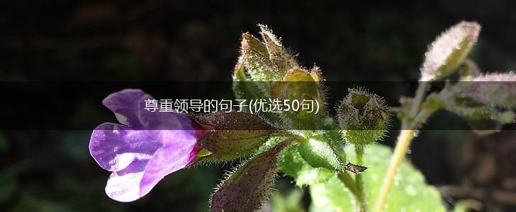尊重领导的句子(优选50句),第1张