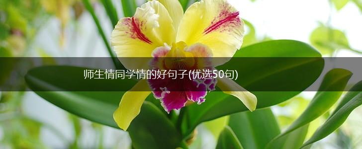 师生情同学情的好句子(优选50句),第1张