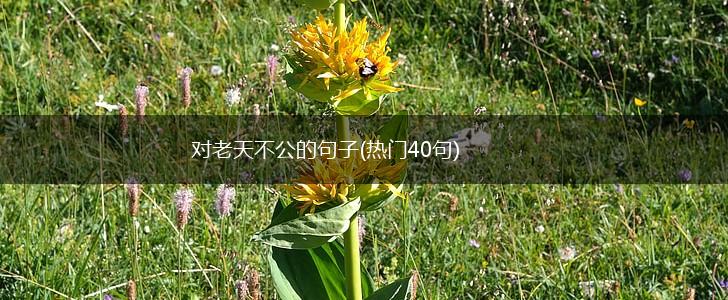 对老天不公的句子(热门40句),第1张
