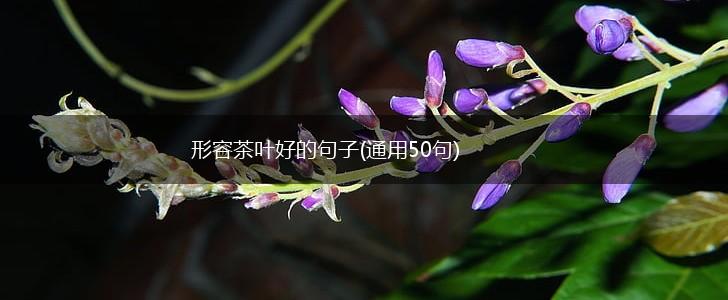 形容茶叶好的句子(通用50句),第1张