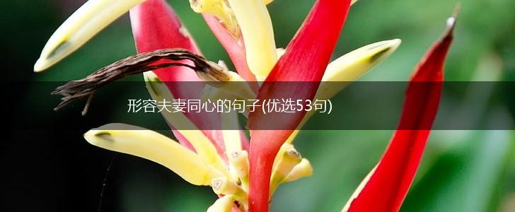 形容夫妻同心的句子(优选53句),第1张