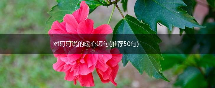 对哥哥说的暖心短句(推荐50句),第1张