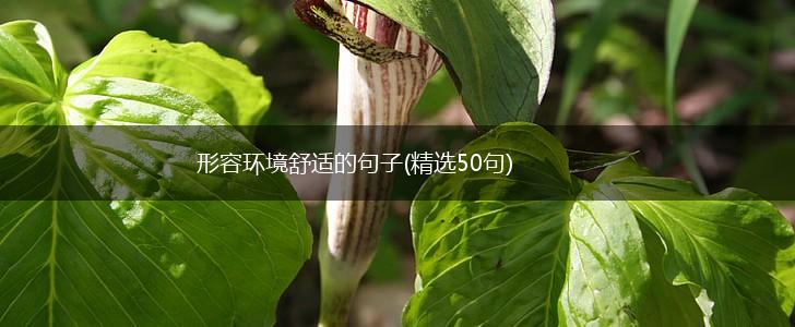 形容环境舒适的句子(精选50句),第1张
