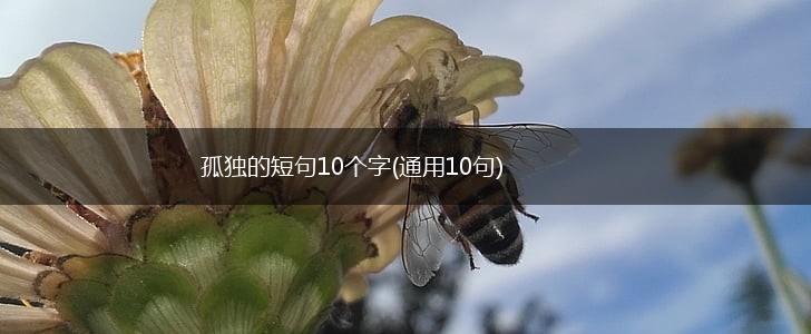 孤独的短句10个字(通用10句),第1张