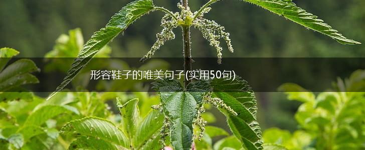 形容鞋子的唯美句子(实用50句),第1张