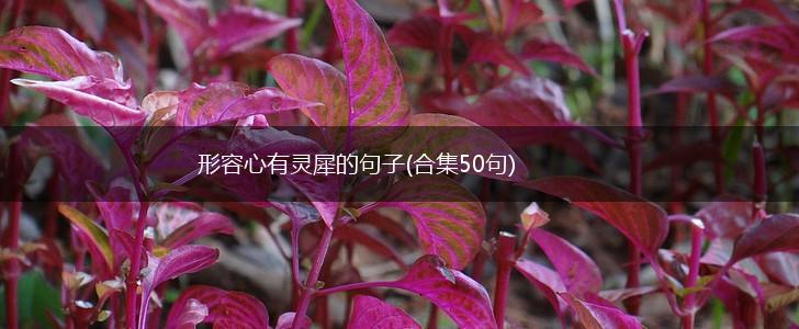 形容心有灵犀的句子(合集50句),第1张 形容心有灵犀的句子(合集50句),第1张