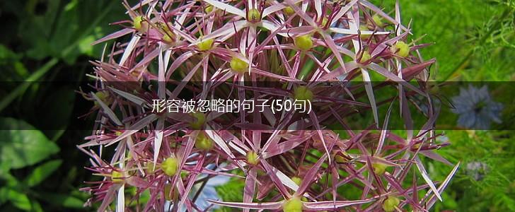 形容被忽略的句子(50句),第1张