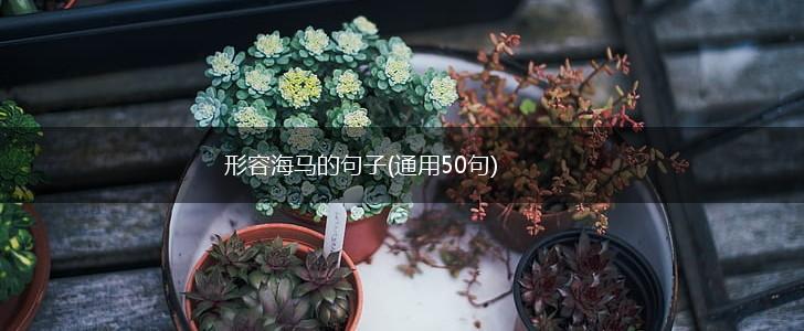 形容海马的句子(通用50句),第1张