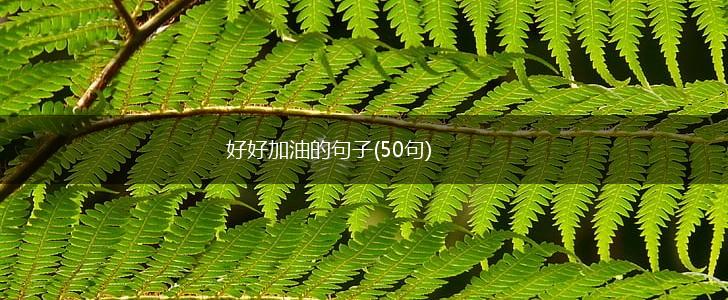 好好加油的句子(50句),第1张