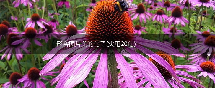 形容图片美的句子(实用20句),第1张 形容图片美的句子(实用20句),第1张