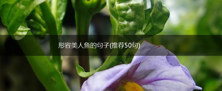 形容美人鱼的句子(推荐50句),第1张