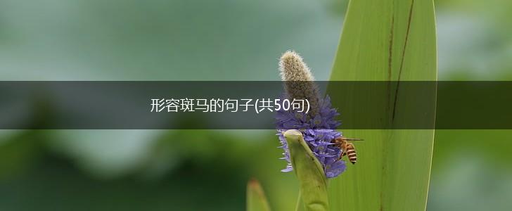 形容斑马的句子(共50句),第1张