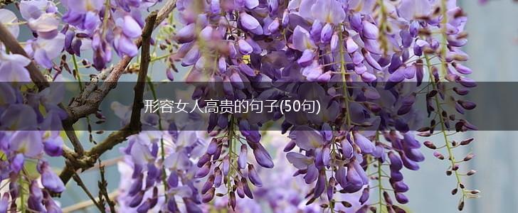 形容女人高贵的句子(50句),第1张