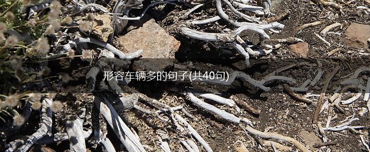 形容车辆多的句子(共40句),第1张