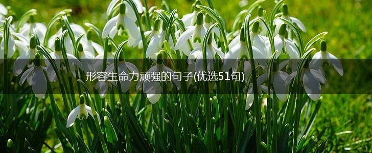 形容生命力顽强的句子(优选51句),第1张