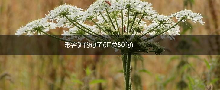 形容驴的句子(汇总50句),第1张