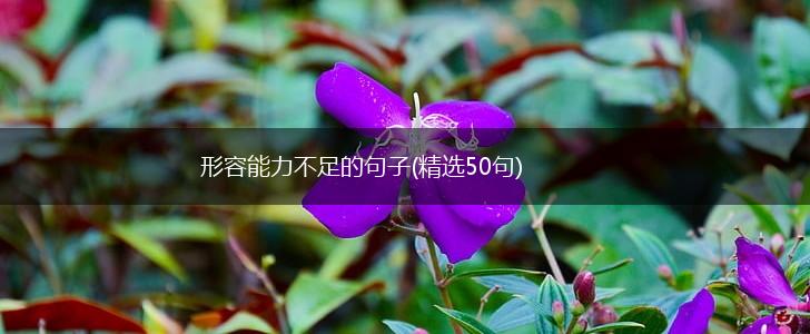 形容能力不足的句子(精选50句),第1张