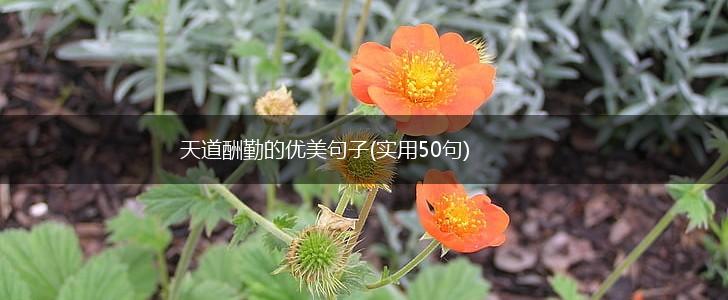 天道酬勤的优美句子(实用50句),第1张